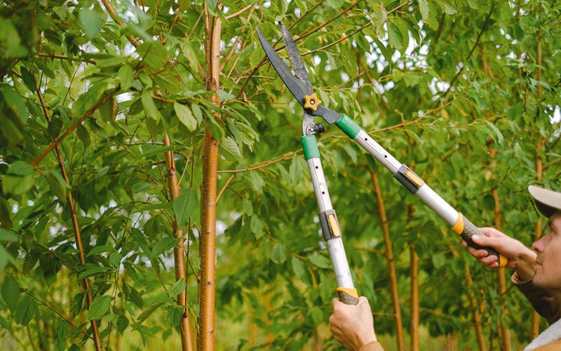 Tree trimming in Elk Creek, NE